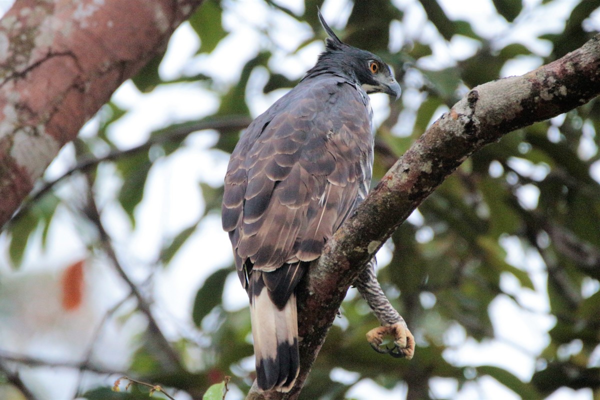 Blyth's Hawk-Eagle - Fadzrun A.