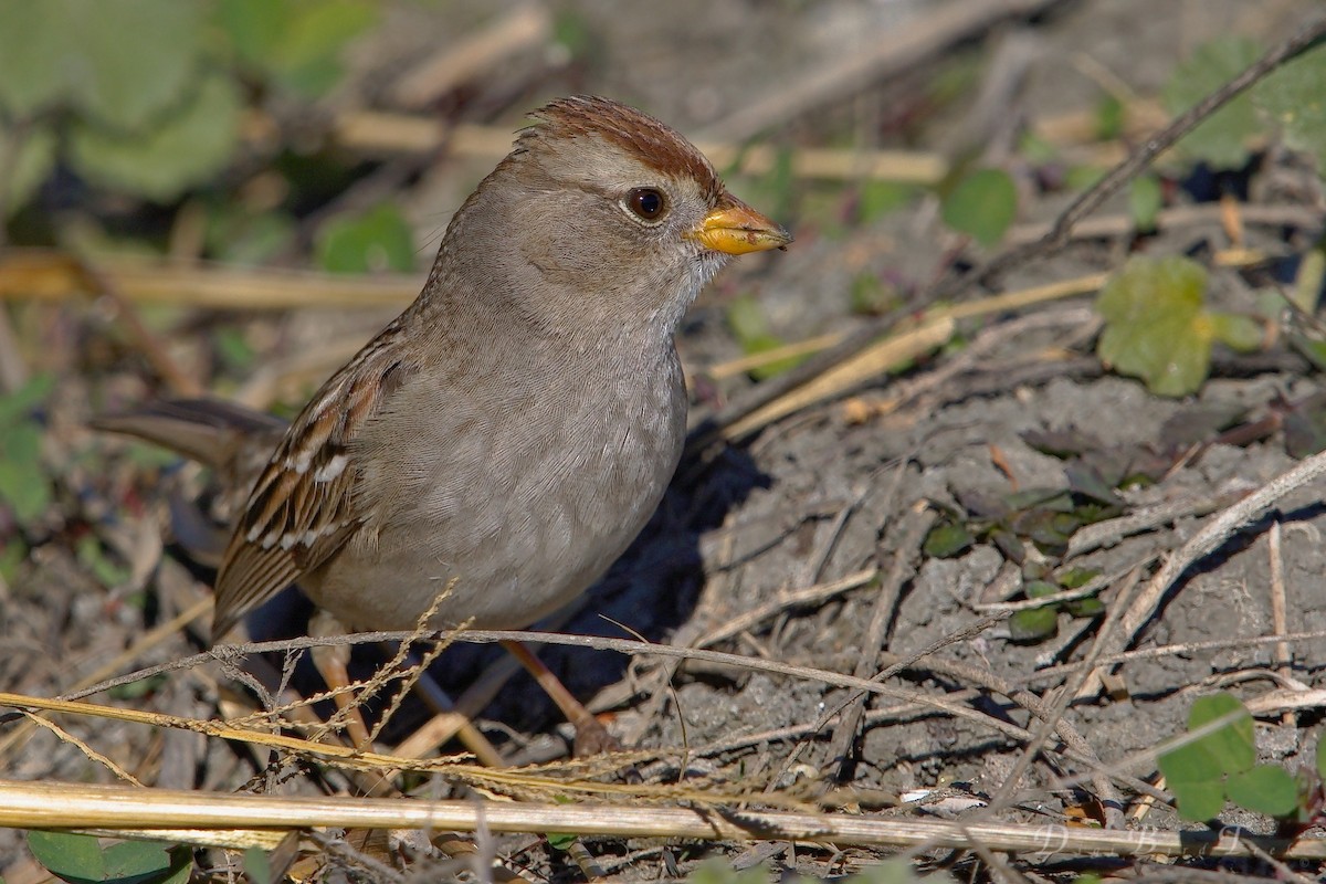 White-crowned Sparrow - DigiBirdTrek CA