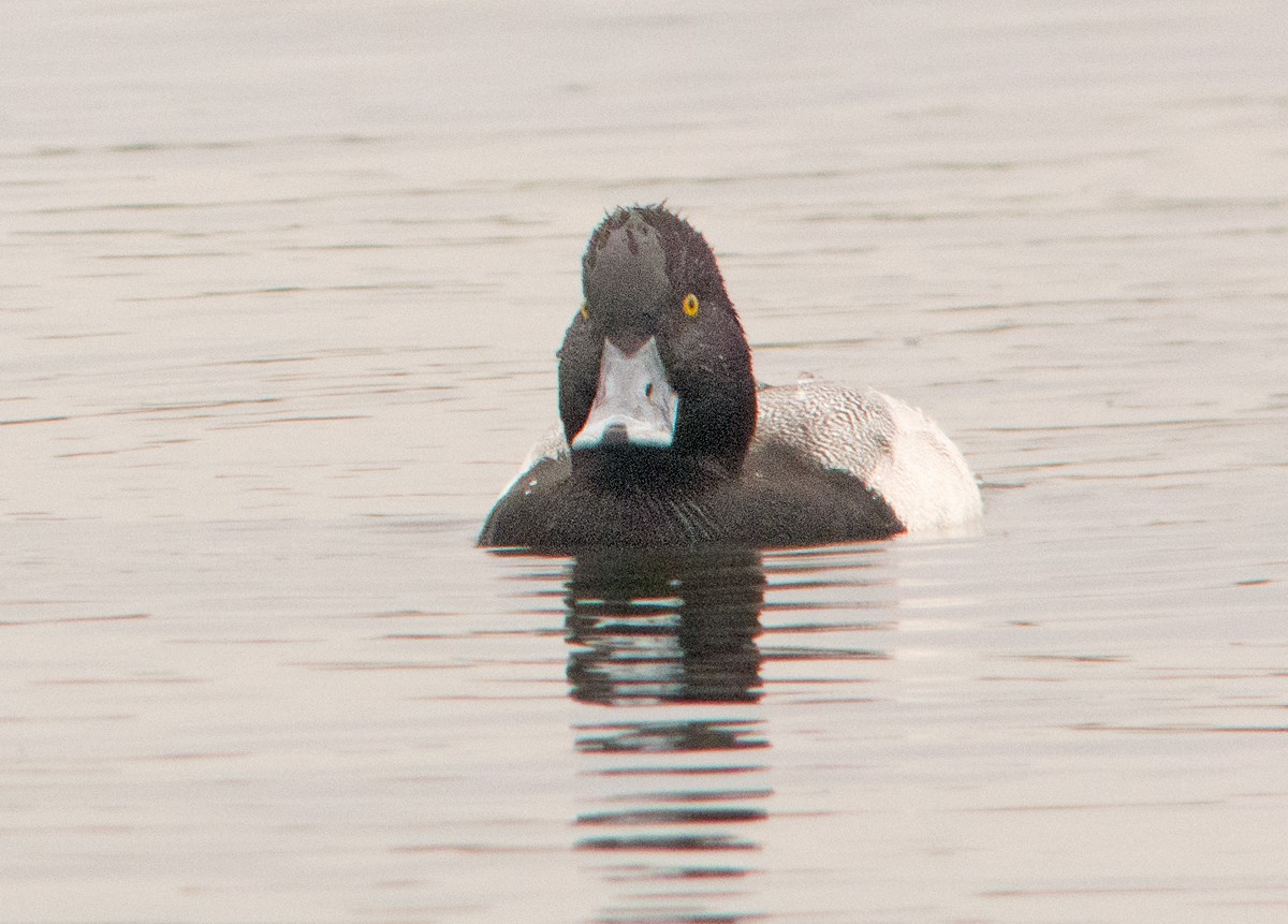 Lesser Scaup - Dave Bakewell
