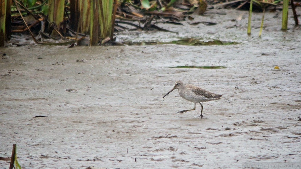 Short-billed/Long-billed Dowitcher - ML78659231