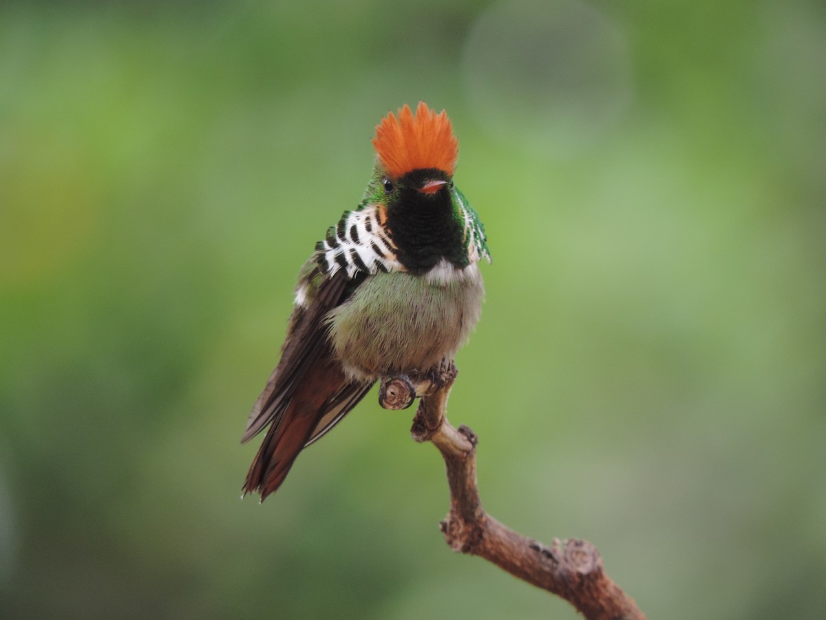 Frilled Coquette - ML78659421