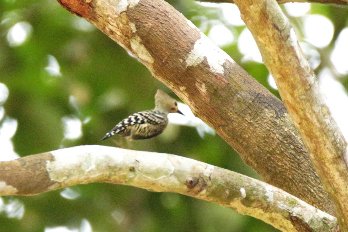 Buff-rumped Woodpecker - Fadzrun A.