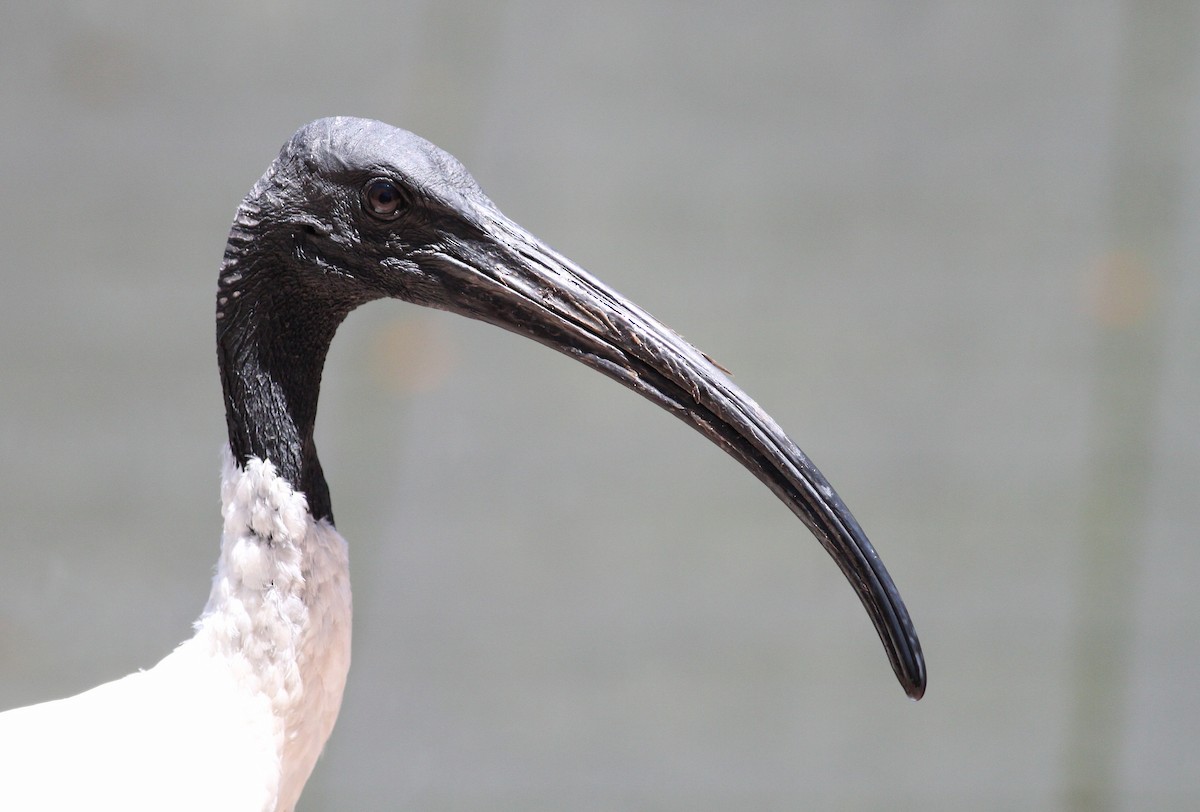 ibis australský - ML78660771