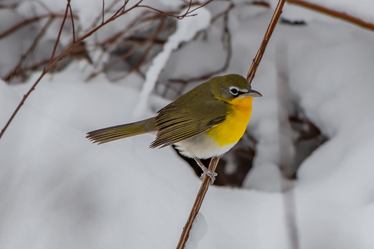 Yellow-breasted Chat - ML78662701