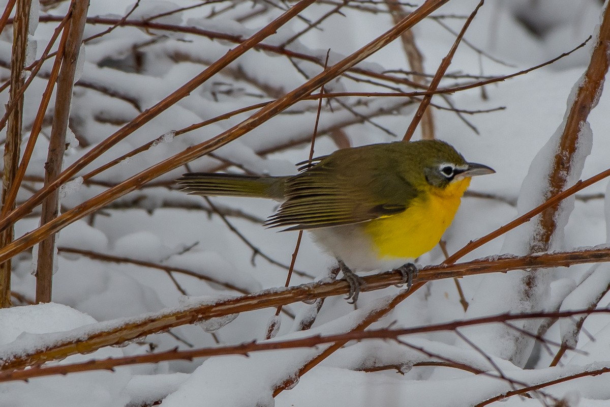 Yellow-breasted Chat - ML78662711