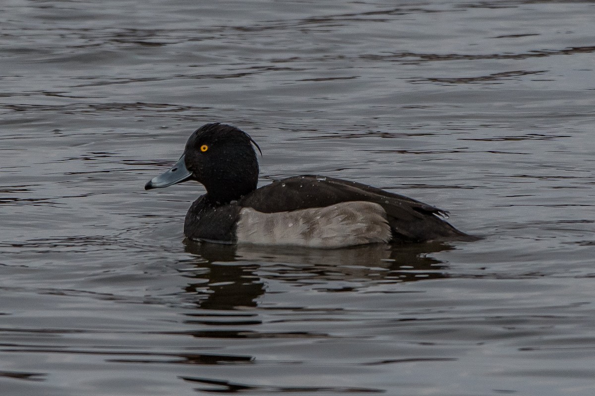 Tufted Duck - ML78662951