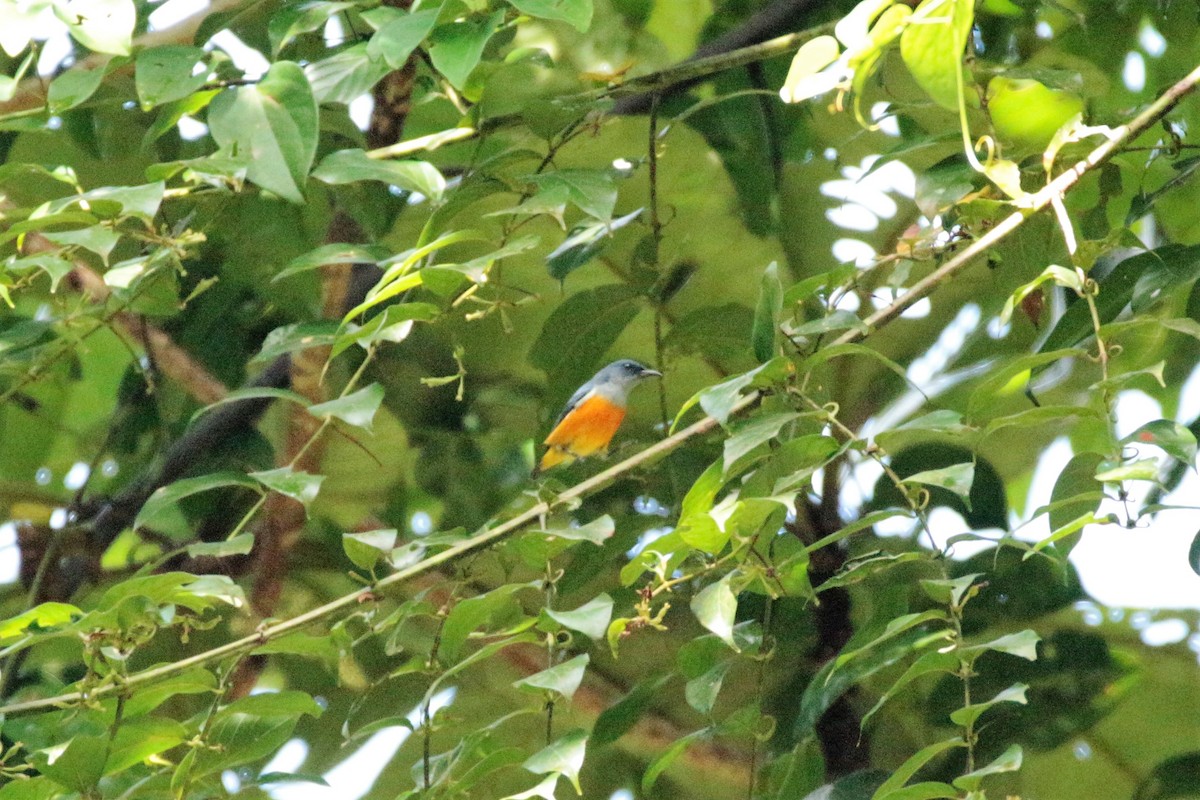 Orange-bellied Flowerpecker - ML78663581