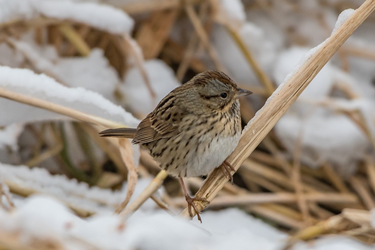 Lincoln's Sparrow - Frank King