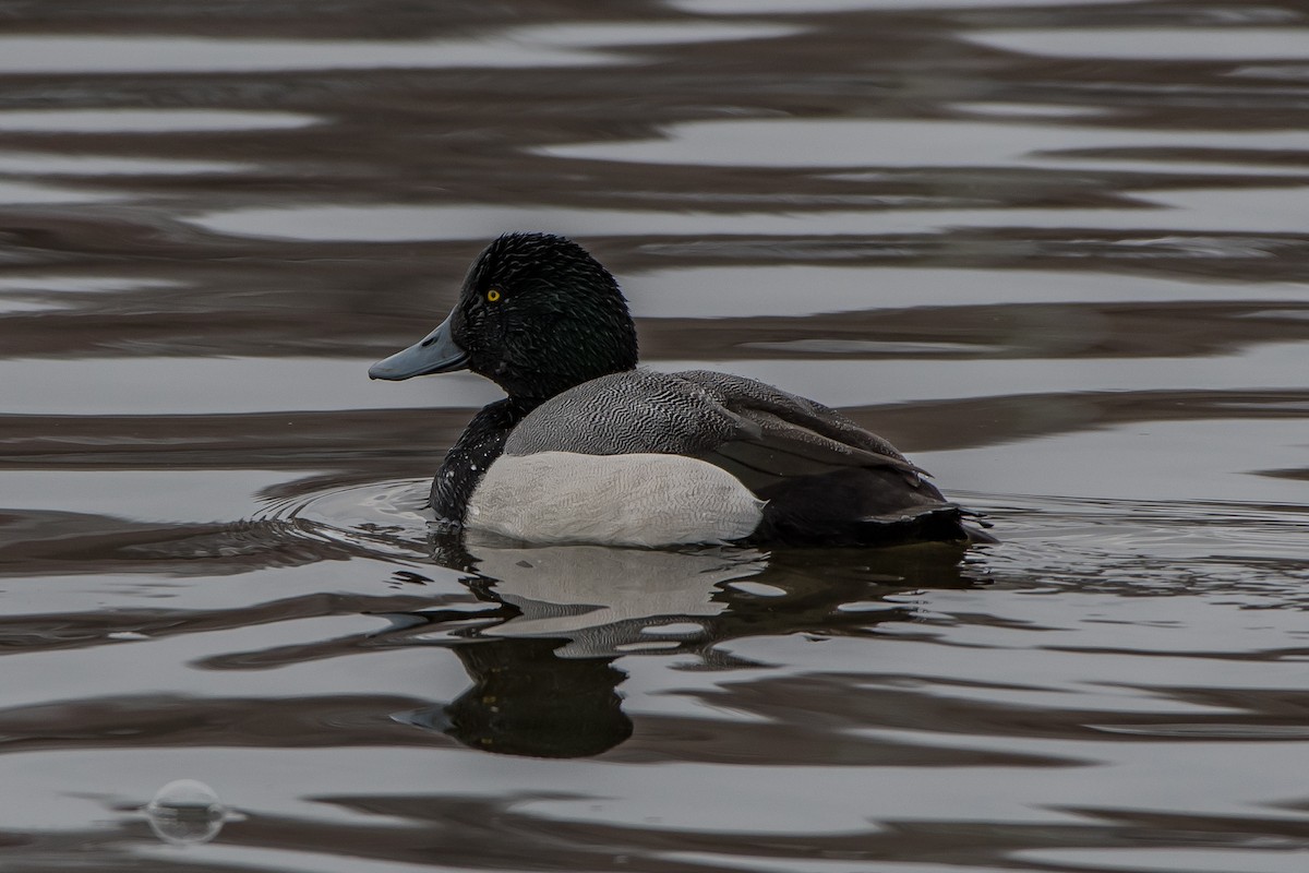 Greater Scaup - ML78663971