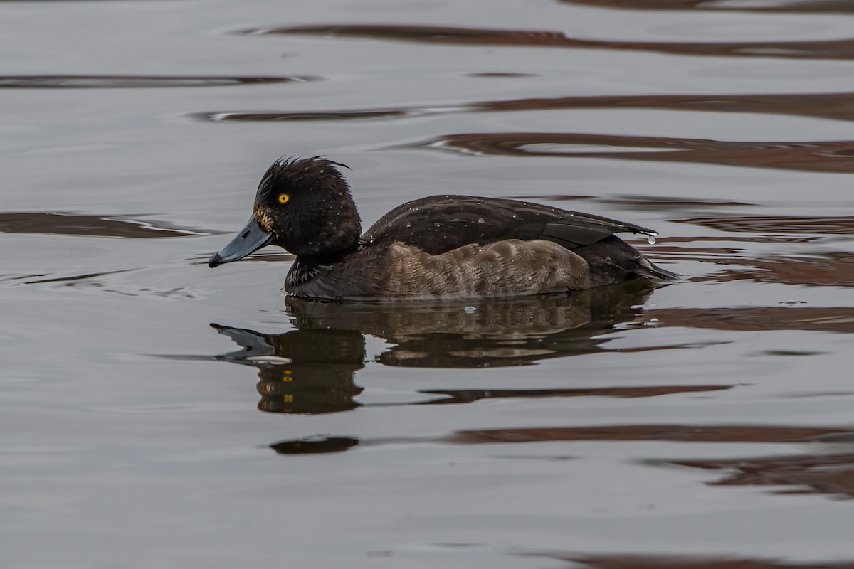 Tufted Duck - Frank King