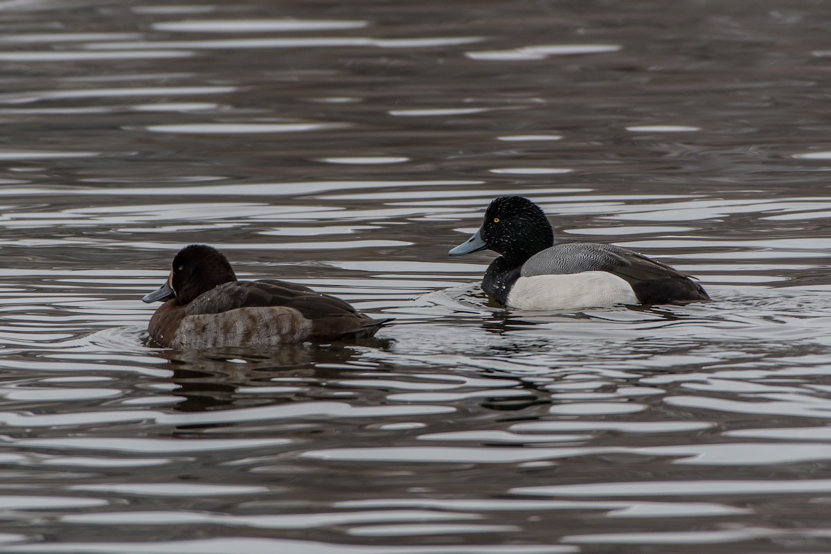Greater Scaup - ML78664061