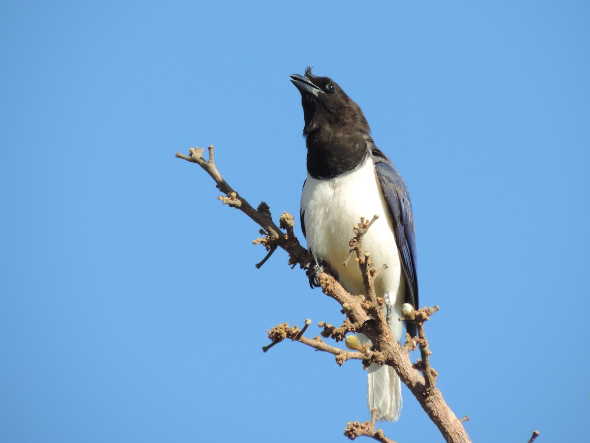 Curl-crested Jay - ML78665281