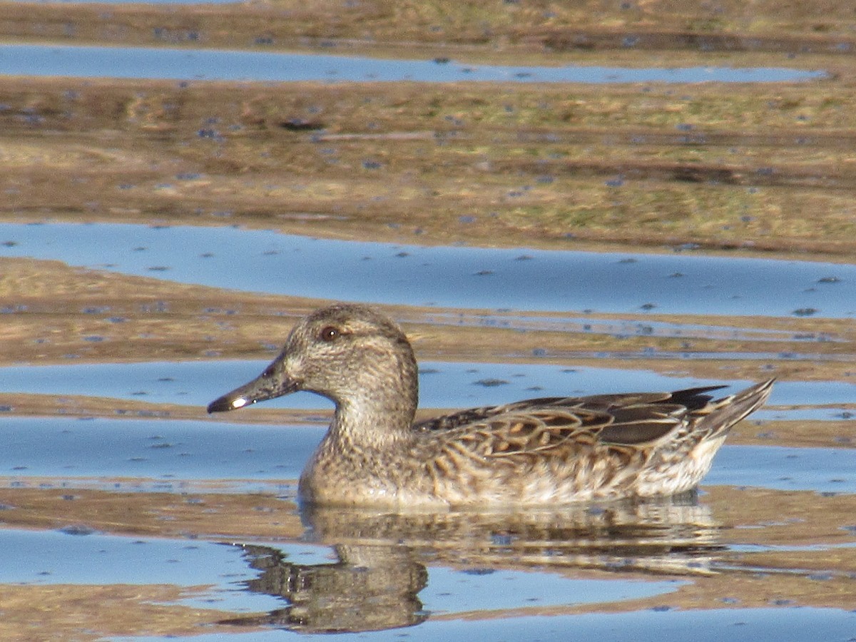 Green-winged Teal - Ed Dunn