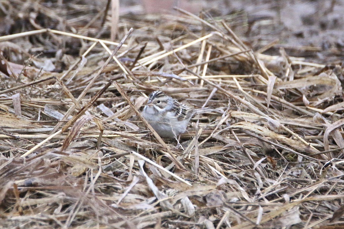 Clay-colored Sparrow - ML78666491