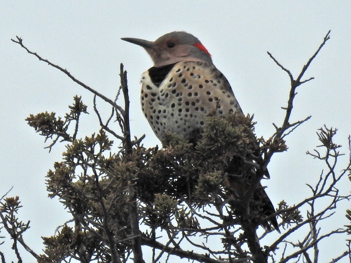 Northern Flicker (Yellow-shafted) - ML78666621