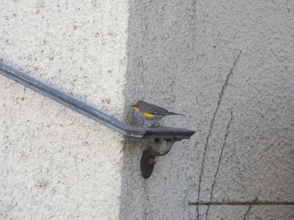 Yellow-rumped Warbler (Audubon's) - ML78666971