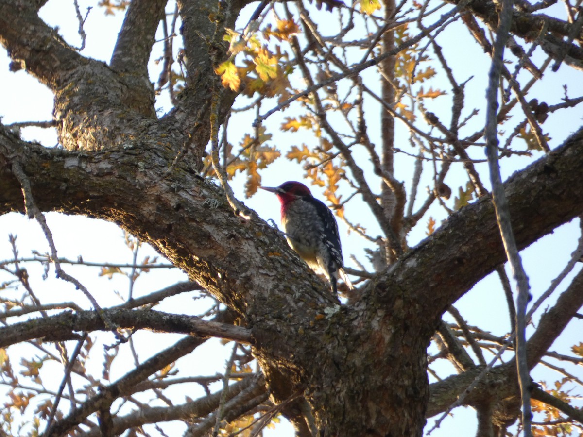 Red-breasted Sapsucker - ML78667501