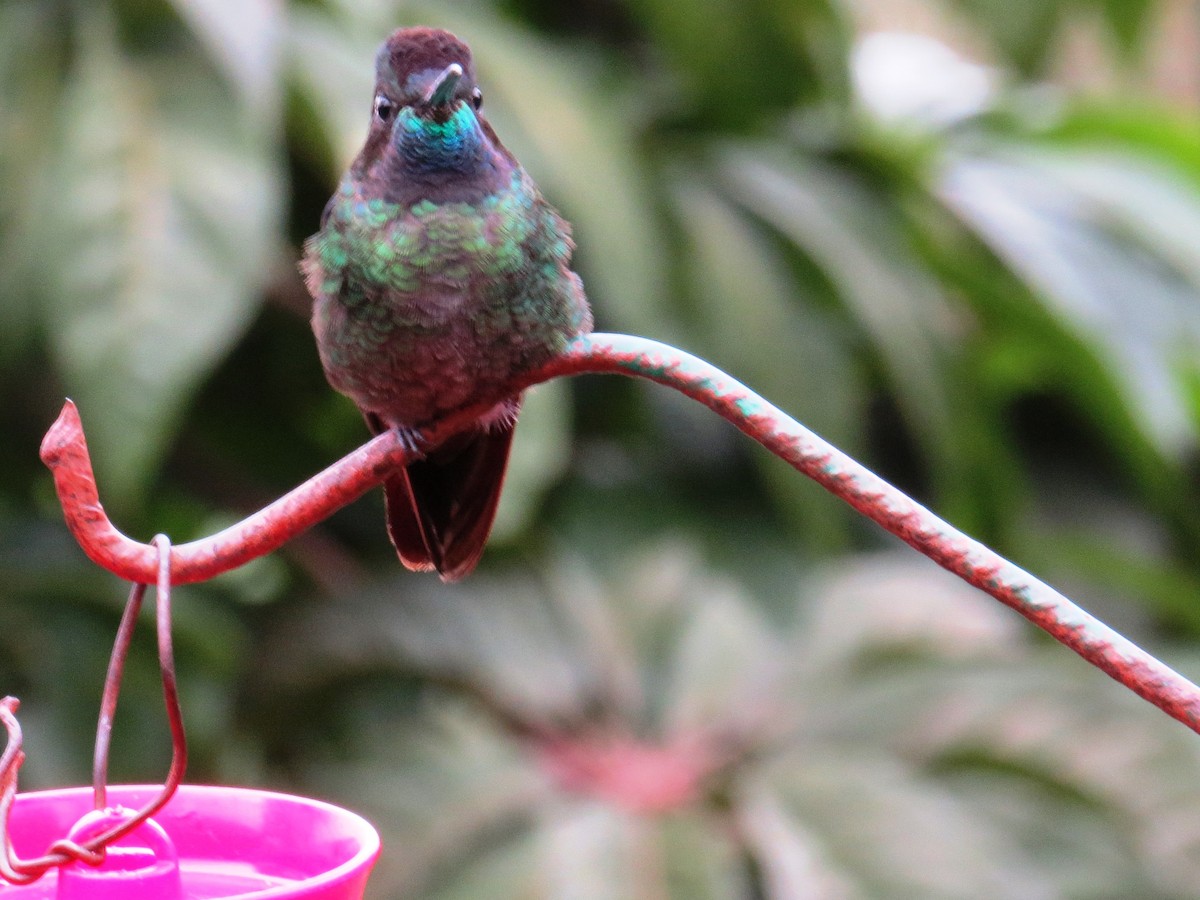 Talamanca Hummingbird - Eckhard G.I. Garve