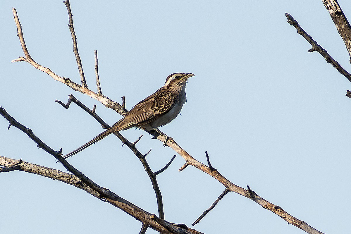 Striped Cuckoo - Gerardo Serra
