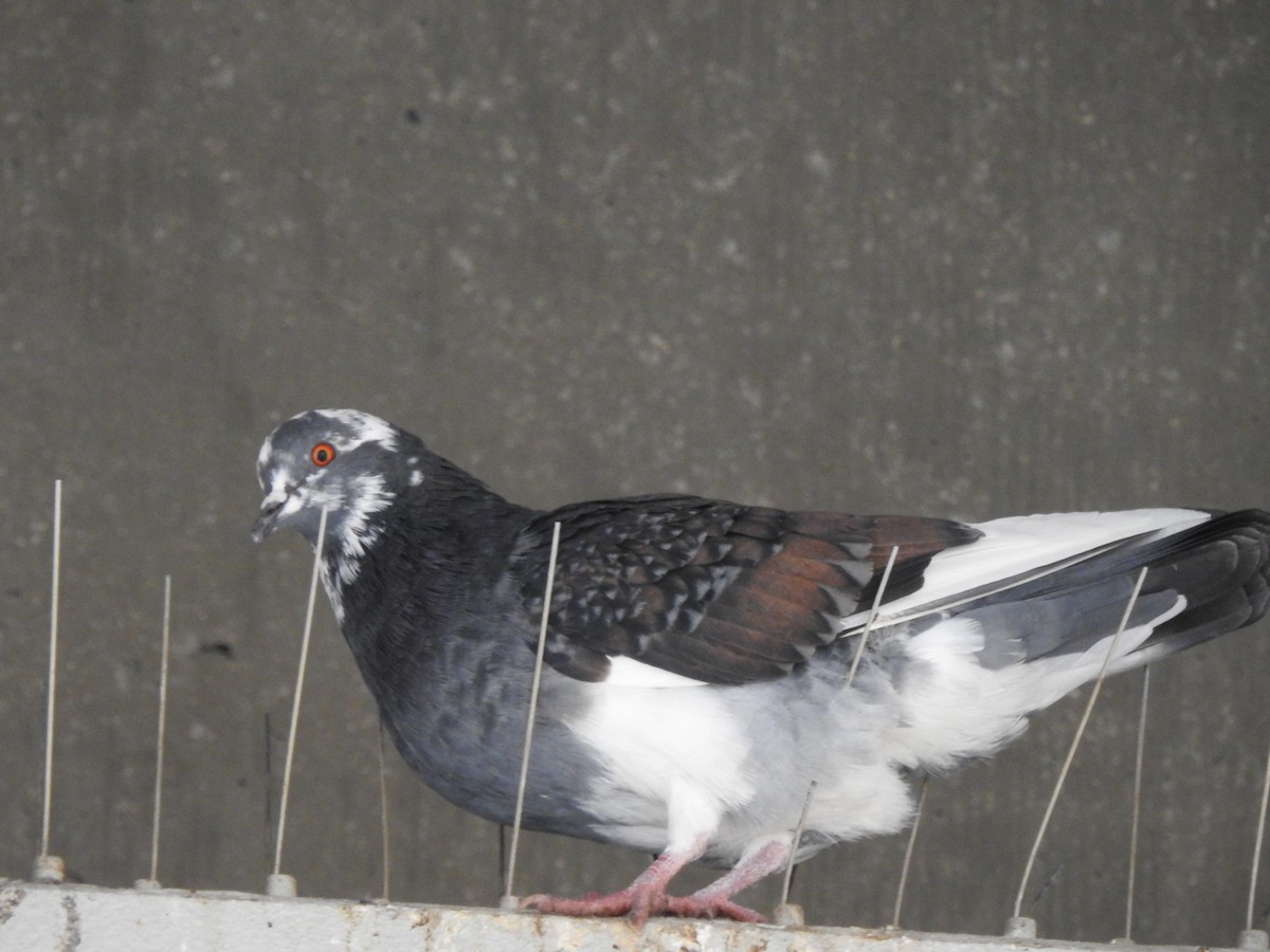 Rock Pigeon (Feral Pigeon) - ML78674961