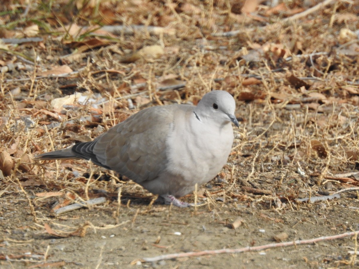 Eurasian Collared-Dove - ML78675091