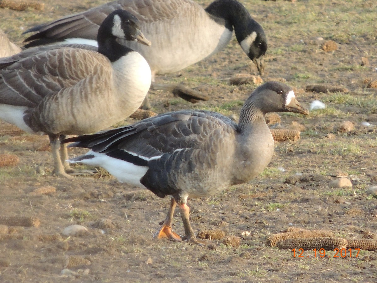 Greater White-fronted Goose - ML78675571