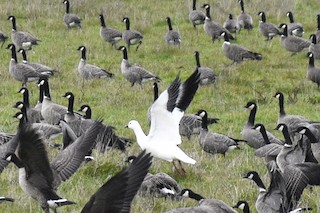 Ross's Goose, ML78677051