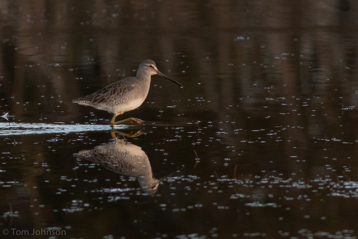 Long-billed Dowitcher - ML78678071