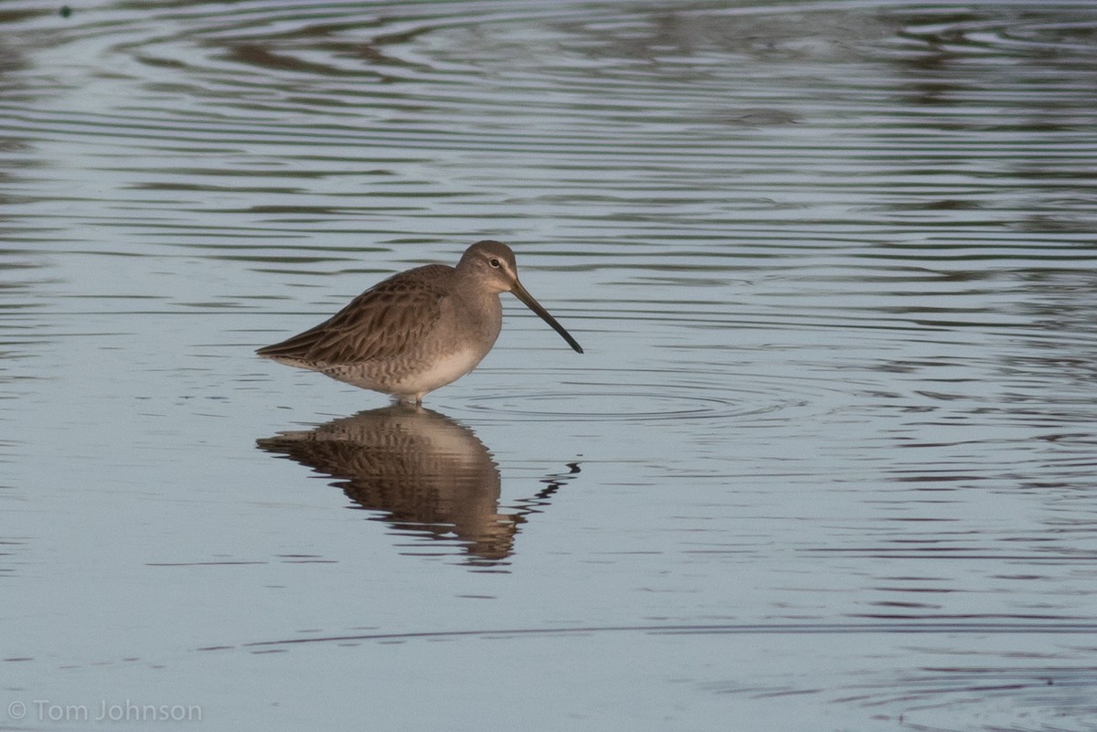 Long-billed Dowitcher - ML78678081