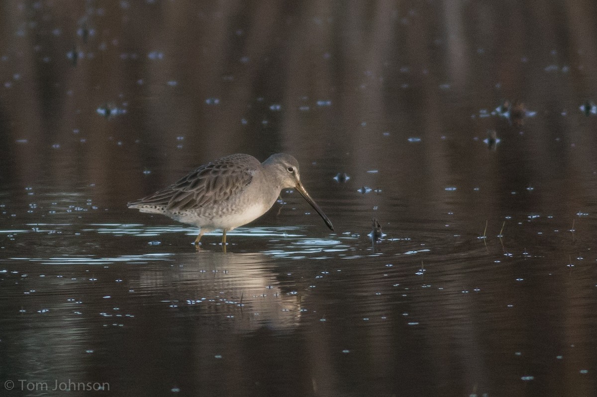 Long-billed Dowitcher - ML78678091