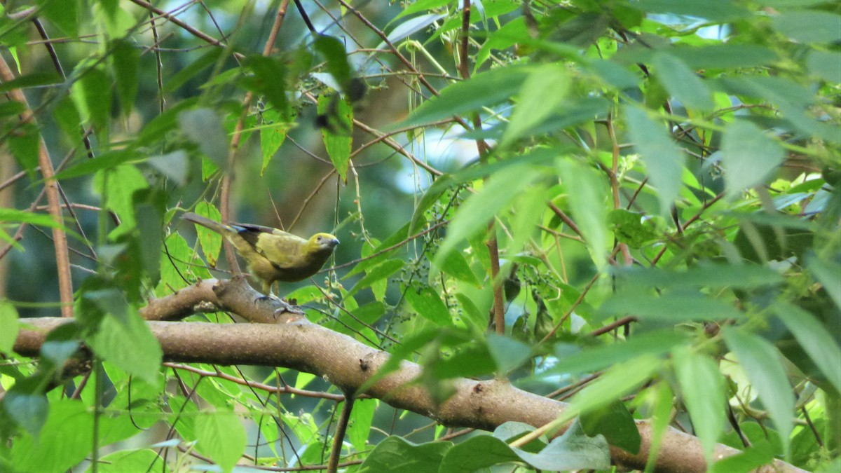 Palm Tanager - ML78680961