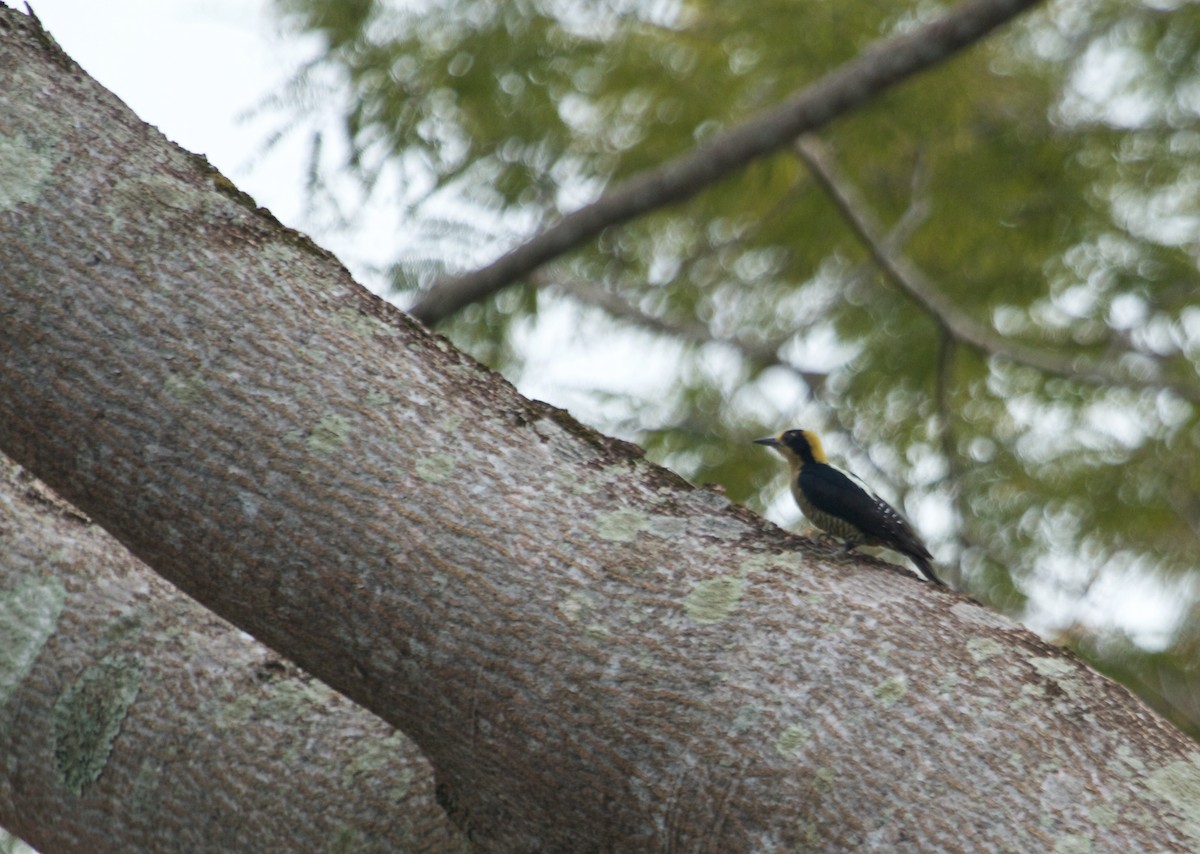 Golden-naped Woodpecker - Will Sweet