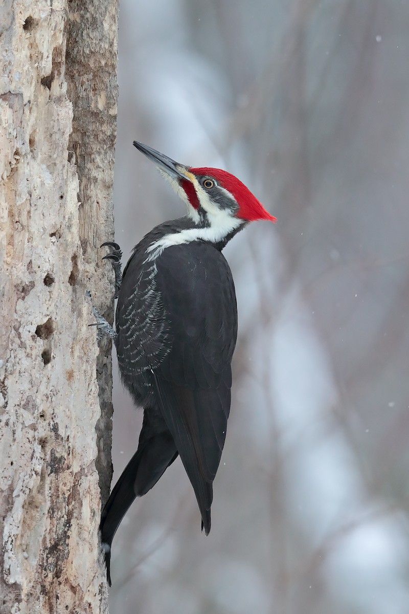 Pileated Woodpecker - ML78686491