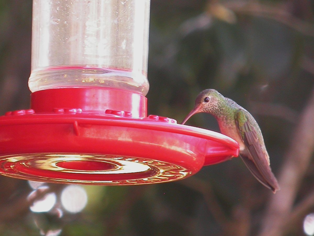 Buff-bellied Hummingbird - Ritch Lilly