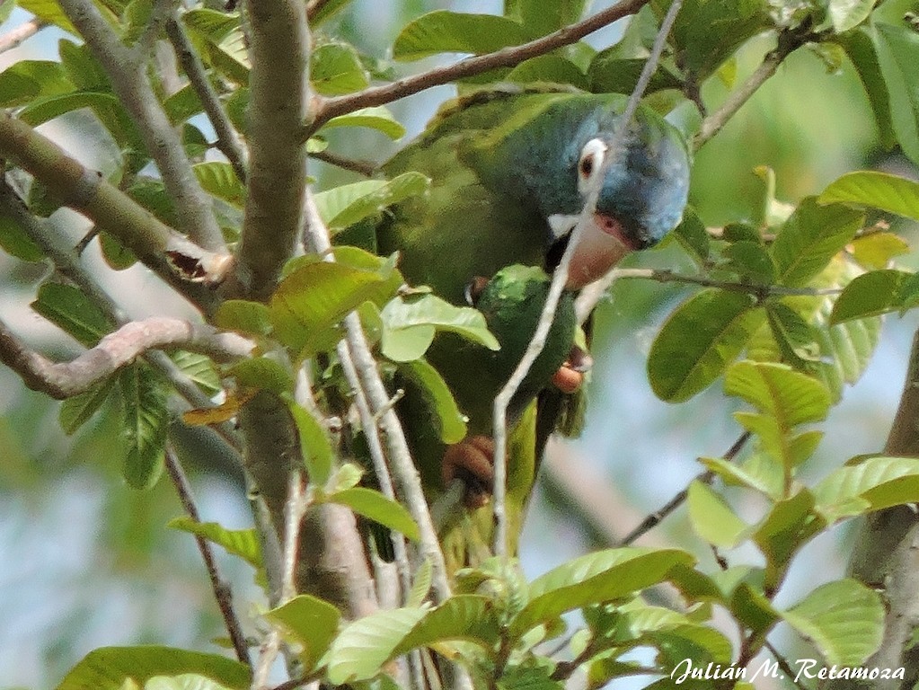 Blue-crowned Parakeet - ML78688411
