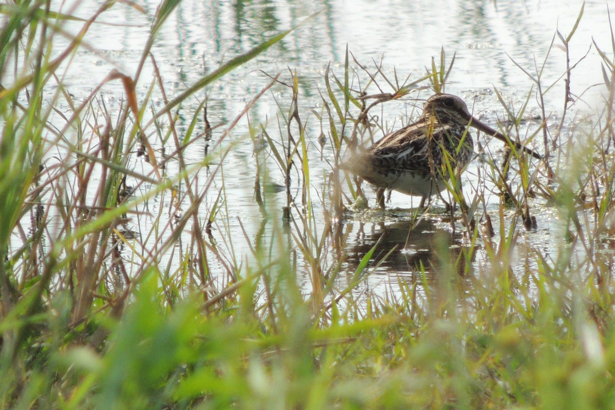 Pin-tailed/Common Snipe - ML78690711