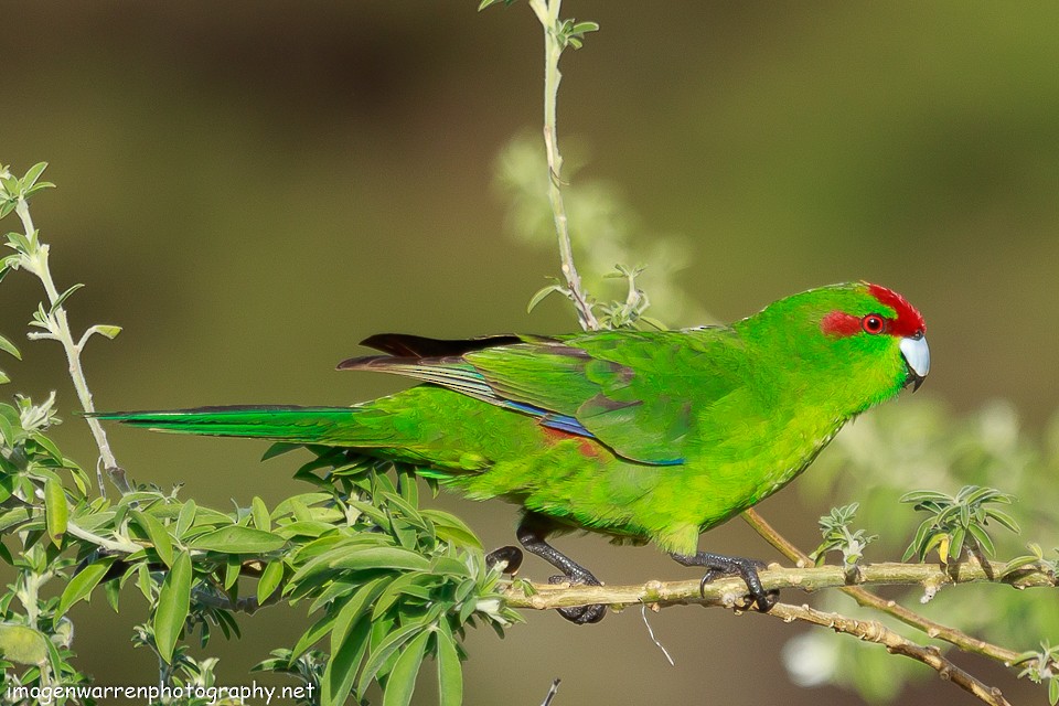 Red-crowned Parakeet - ML78692451