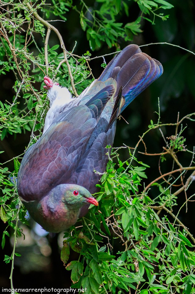 New Zealand Pigeon - ML78692991