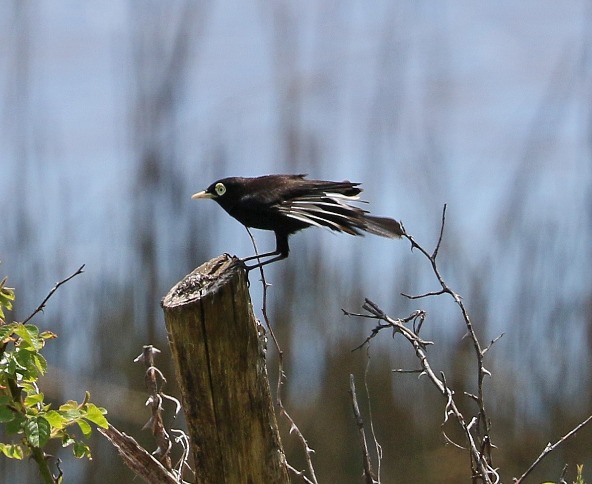 Spectacled Tyrant - Charlotte Byers