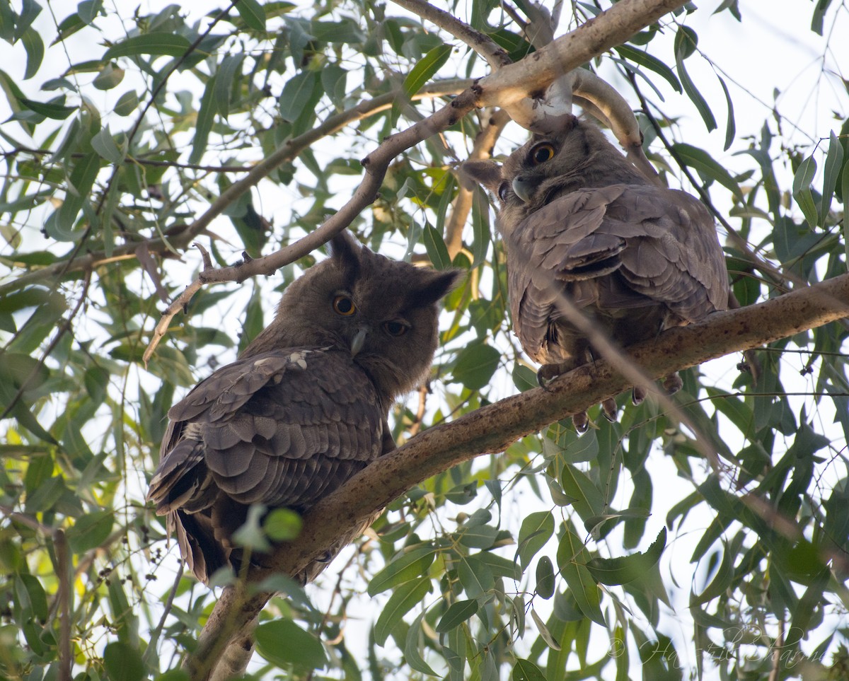 Dusky Eagle-Owl - Harshil Sharma