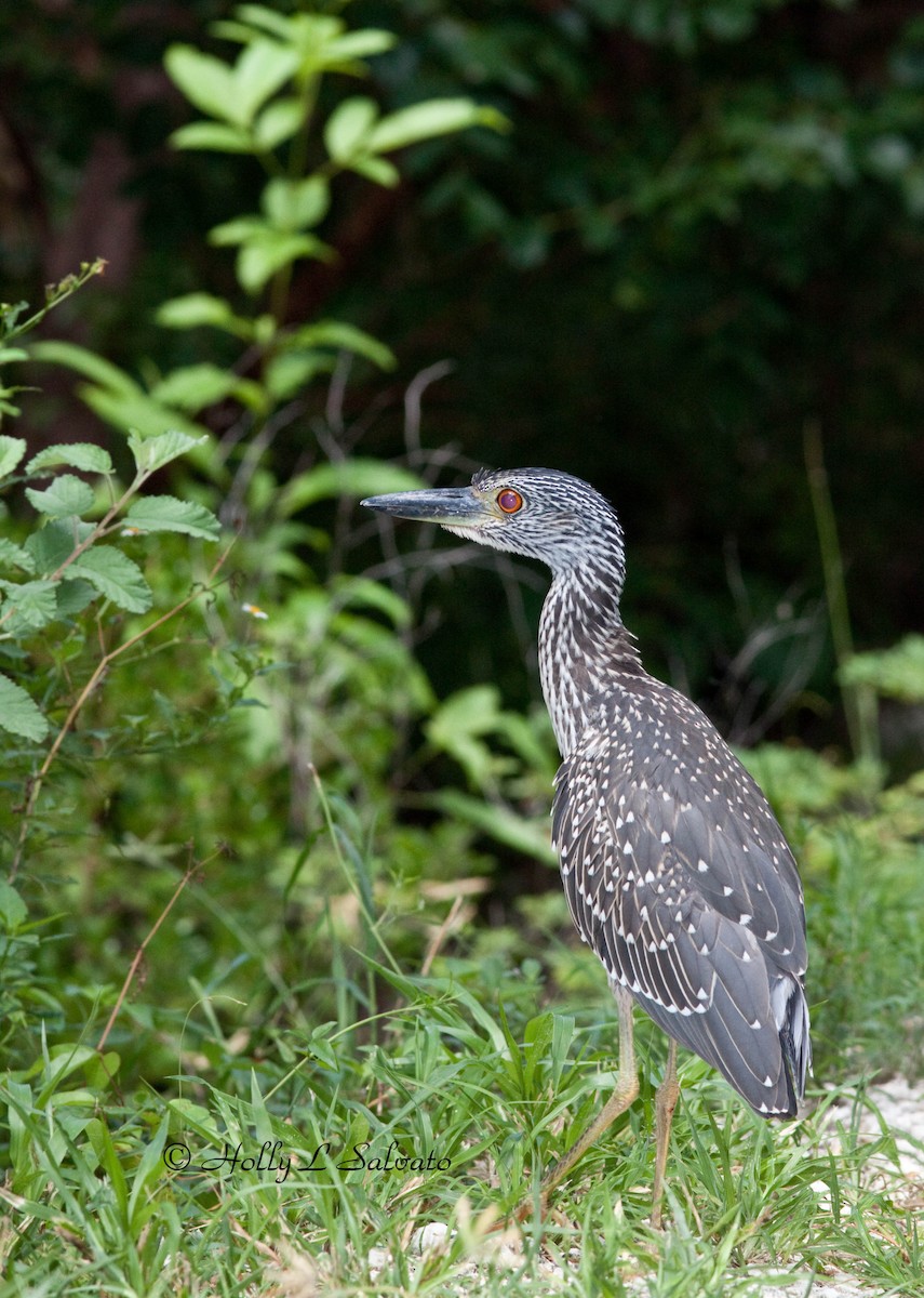 Yellow-crowned Night Heron - Mark and Holly Salvato