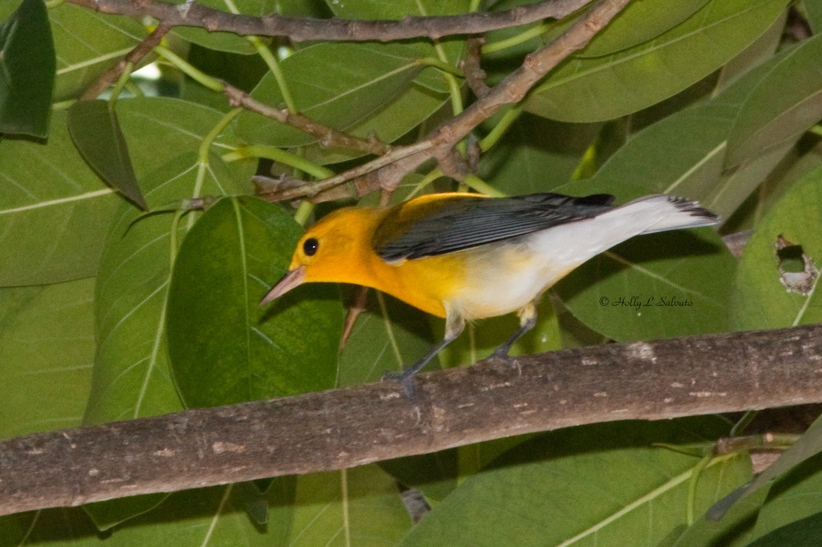 Prothonotary Warbler - ML78698861