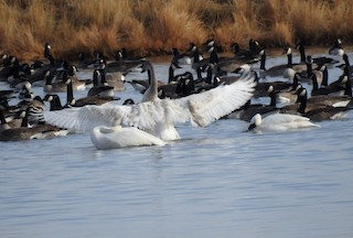 Tundra Swan (Whistling), ML78710481