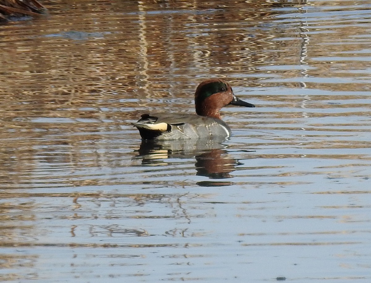 Green-winged Teal (American) - Lauri Taylor