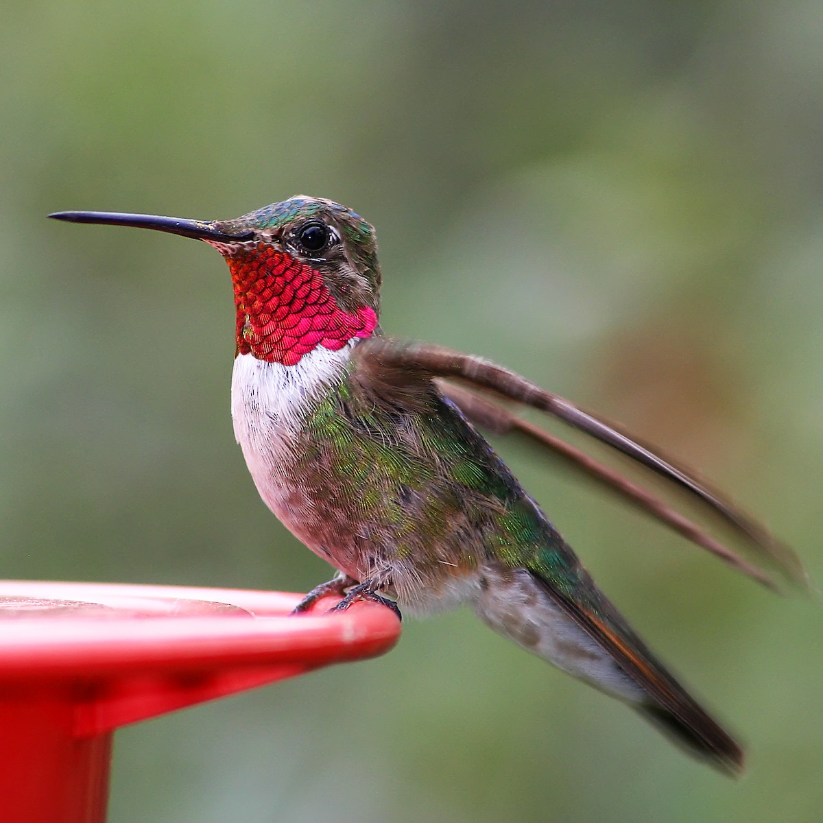 Broad-tailed Hummingbird - graichen & recer