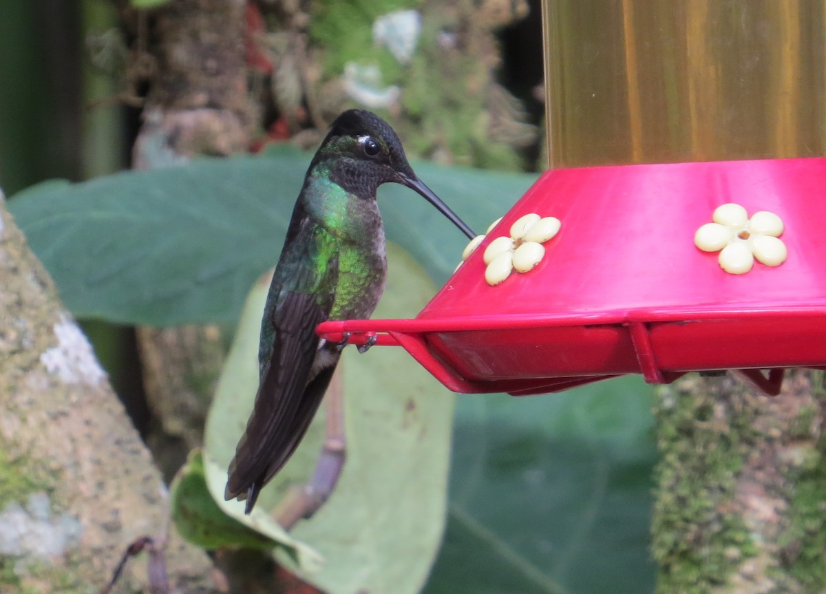 Talamanca Hummingbird - Thomas Hinnebusch