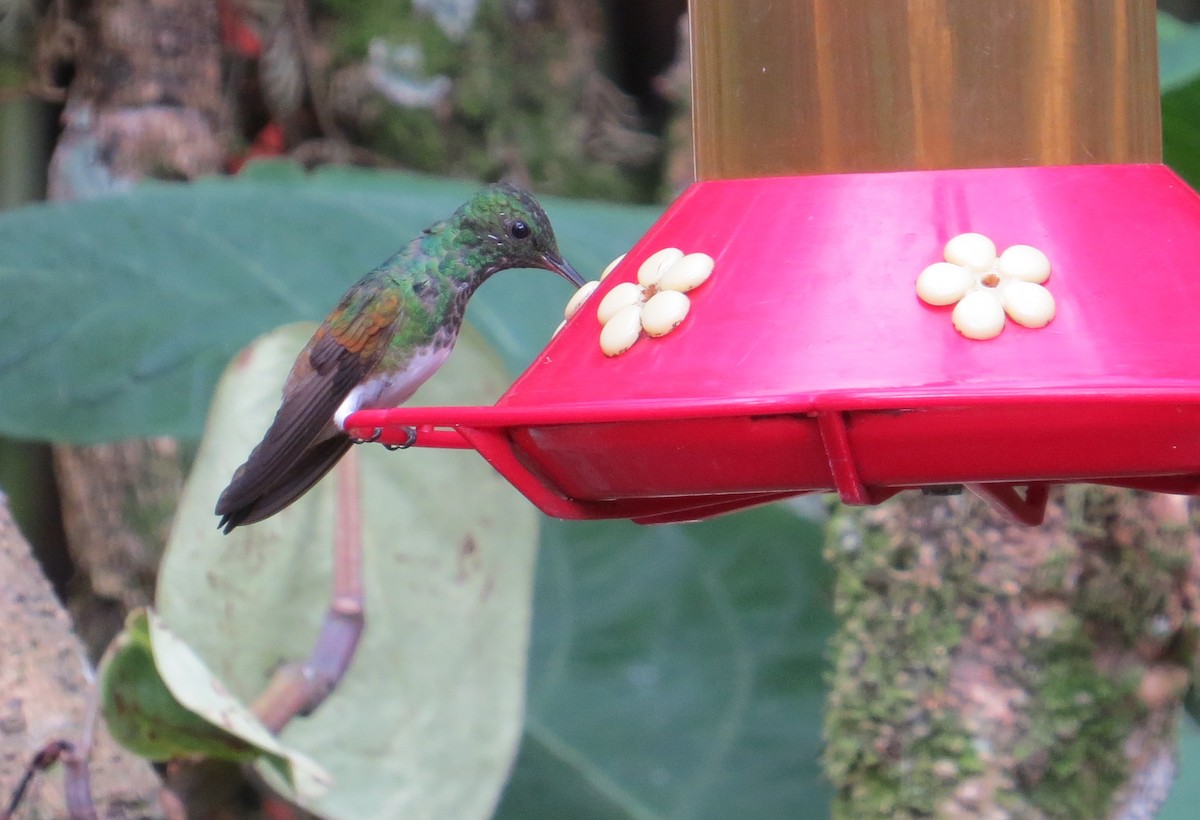 Snowy-bellied Hummingbird - Thomas Hinnebusch