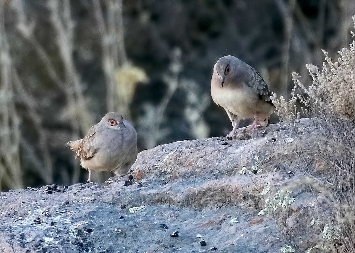 Bare-faced Ground Dove - Charlotte Byers