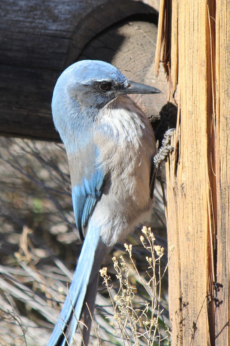 Woodhouse's Scrub-Jay (Woodhouse's) - Kenny Frisch