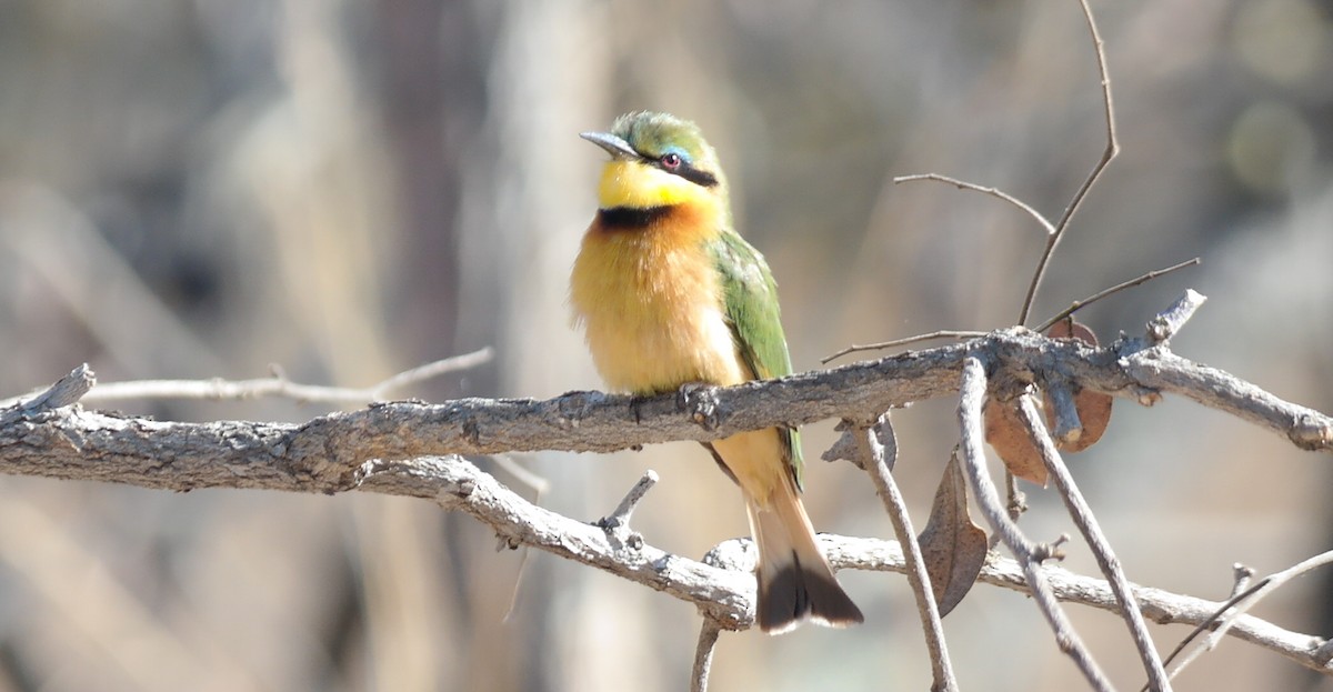 Little Bee-eater - ML78718381